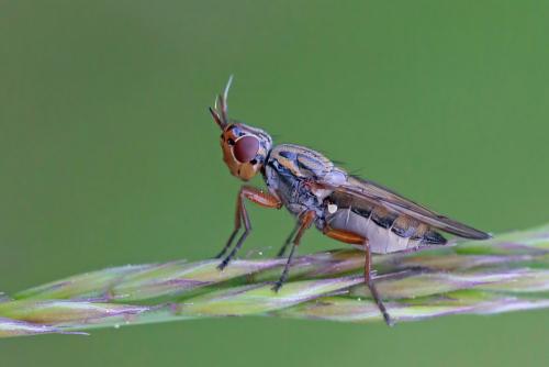 Dorycera sp.